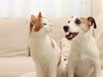 毛小孩這麼可愛!頭癬絕對不是牠害的?